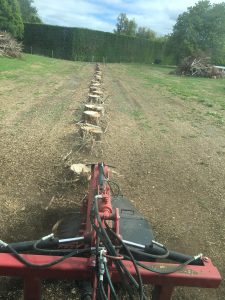 Stumps to chip