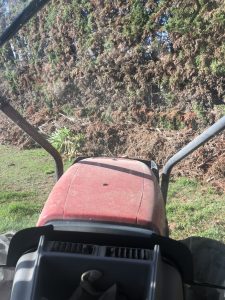 mulching bay of plenty