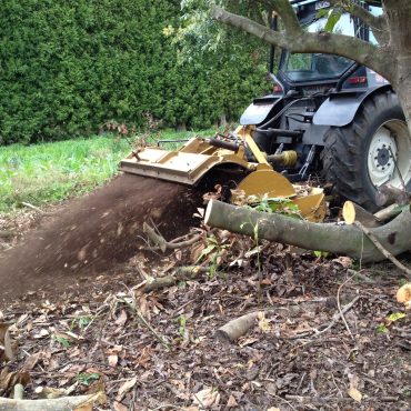 mulching avocados Mulching Avocados