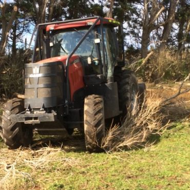 Willows Clearing willow scrub
